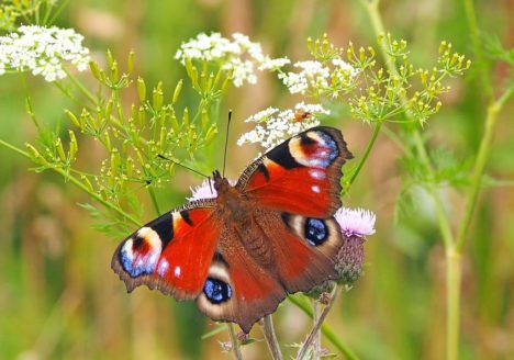 Wildblumenwiesen für mehr Insekten