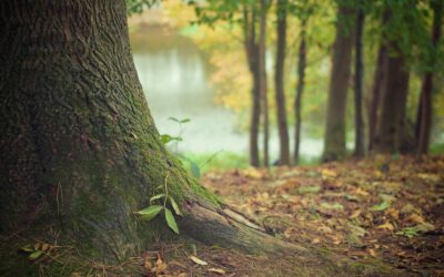 tree-gcf419e63d_1920